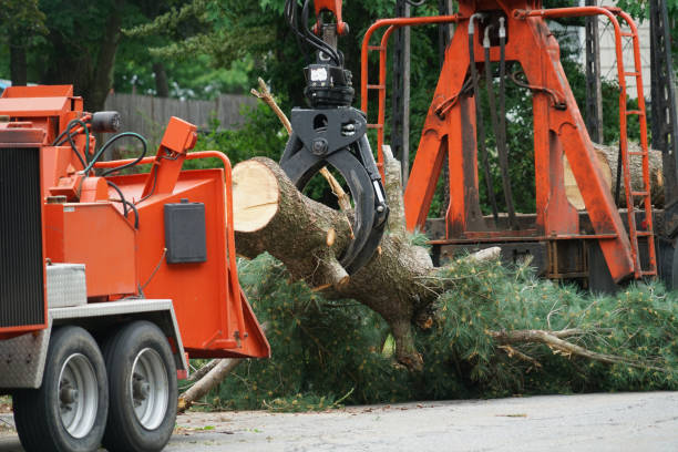 Best Lot and Land Clearing  in Stuart, FL